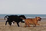 STAFFIE 262
